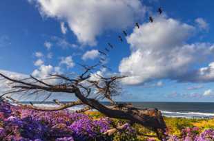 Tamarack Beach Pelicans-2169.jpg Tamarack Beach Pelicans-2169.jpg